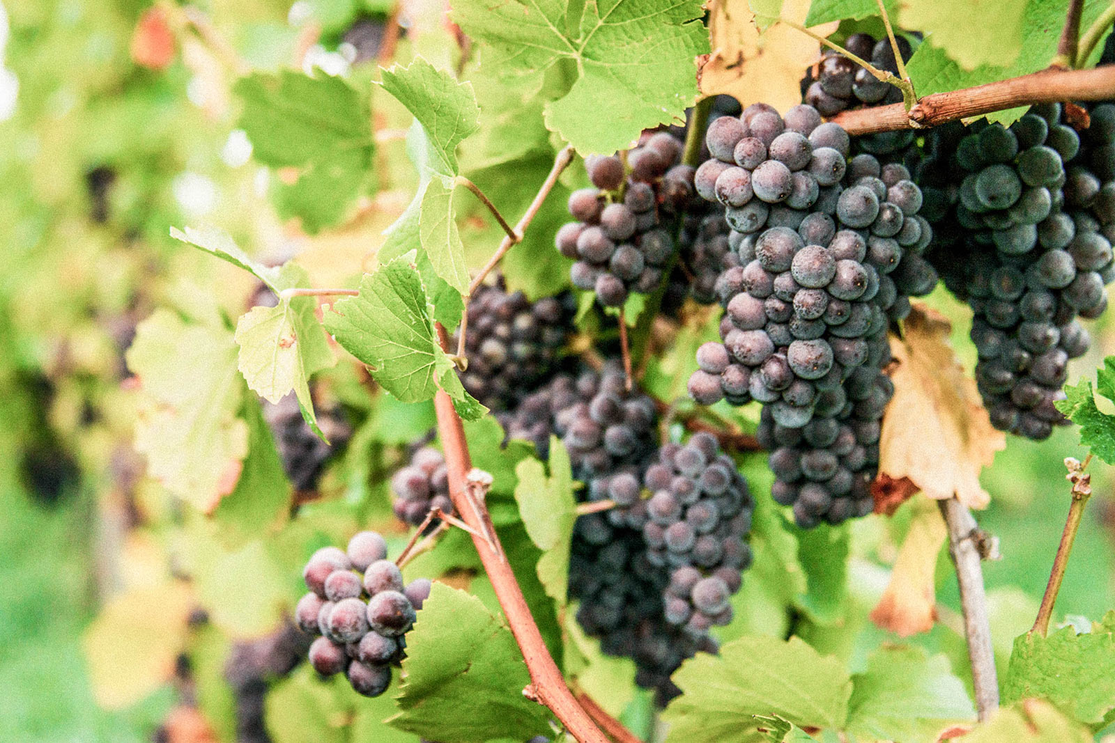 Wein aus dem Saarland – Weingut Karl Petgen – dunkle Trauben